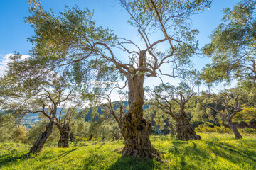 Old olive trees in grove near Bar city in Montenegro