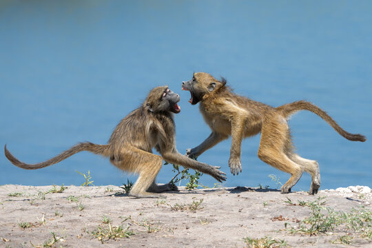 Chacma baboons (Papio ursinus), also known as the Cape baboon, hanging around in Chobe National Park in Botswana