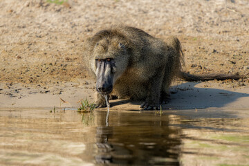 Chacma baboons (Papio ursinus), also known as the Cape baboon, hanging around in Chobe National Park in Botswana