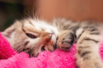 Cute tabby kitten sleeping on pink blanket close up