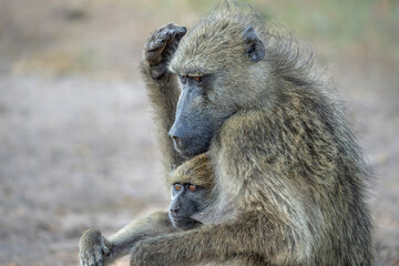 Chacma baboons (Papio ursinus), also known as the Cape baboon, hanging around in Chobe National Park in Botswana