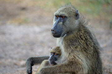 Chacma baboons (Papio ursinus), also known as the Cape baboon, hanging around in Chobe National Park in Botswana