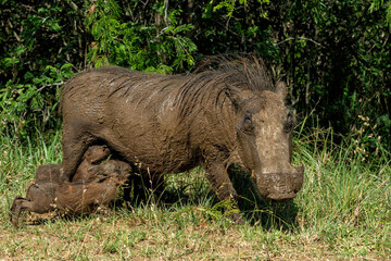 Common warthog (Phacochoerus africanus), a wild member of the pig family, piglets hanging around mother in Hluhluwe Game Reserve in South Africa