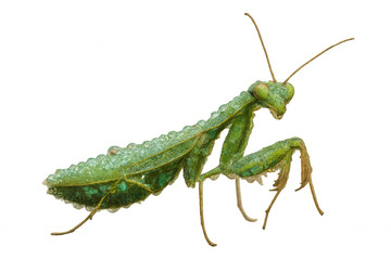 Praying mantis covered in dew drops standing, green insect with antennae, isolated transparent background