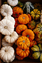 Overhead view of a diverse selection of small white and orange Baby Boo pumpkins and gourds showing the vibrant colors of the autumn season and concepts of Halloween, Thanksgiving