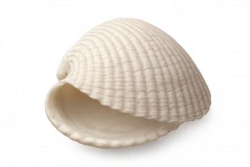 White ribbed seashell from the ocean, symbolizing summer, beach, and tropical vacations, isolated on a transparent background
