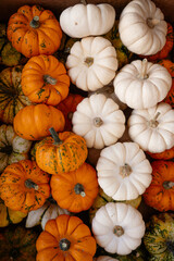 Bright orange and white miniature Baby Boo pumpkins and decorative gourds creating a rustic flat lay arrangement, symbolizing the cozy fall season and celebrating Halloween and Thanksgiving