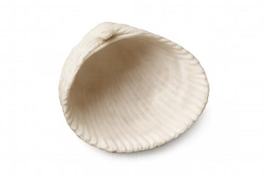 White bivalve seashell displaying ribbed texture, found on a transparent background, perfect for beach and ocean themes