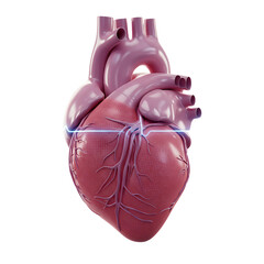 Anatomical Heart with Vibrant Blue ECG Line on Soft Gray Background