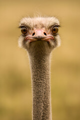 Close Up Detailed Portrait of a Surprised Ostrich Bird Animal Head