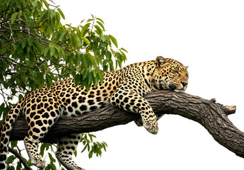 Resting Leopard: A majestic leopard lounges peacefully on a sturdy tree branch, bathed in sunlight, with lush green foliage surrounding it.