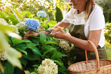 Senior woman pruning hydrangea flowers with secateurs in garden, closeup