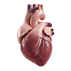 Detailed Heart Anatomy Model with Red EKG Line on White Background
