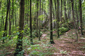 Forest in Pazurek natural preserve in Poland