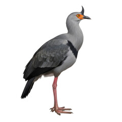 A South American bird with a gray body, orange eye, and long pink legs. It stands isolated on a transparent background, showcasing its unique features.