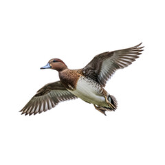 A brown duck in flight with outstretched wings. The bird has a light blue bill and a mottled body, showcasing its natural beauty against a transparent background.