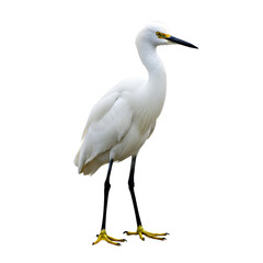 Fototapeta premium A white heron stands tall with long legs and a slender neck. The bird has a sharp black beak and bright yellow feet. It is isolated on a transparent background.