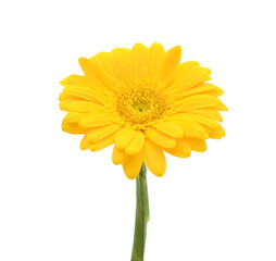 Flower on white background. 