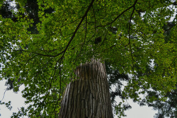 緑が爽やかな大きな木