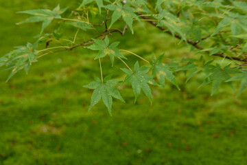 清々しく爽やかな青もみじ