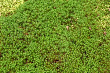 日本の風景　緑が美しい苔