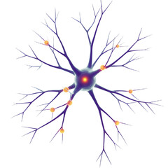 Stylized Neuron Illustration Blue and Orange on White Background