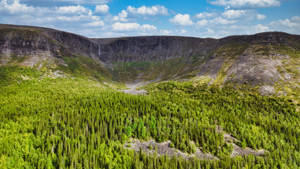 A lush green forest with a mountain in the background