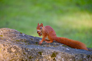Red squirrel sitting on rock with walnut
