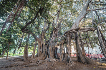 Fototapeta premium Impressive Ficus macrophylla tree commonly called Moreton Bay fig in Garibaldi park in Palermo, Sicily Island in Italy
