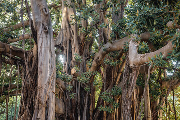 Fototapeta premium Roots of impressive Ficus macrophylla tree commonly called Moreton Bay fig in Garibaldi park in Palermo, Sicily Island in Italy