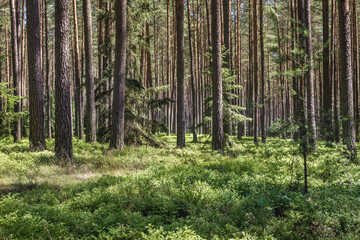 Pine tree woods near Swierczyna village in West Pomeranian Voivodeship of Poland