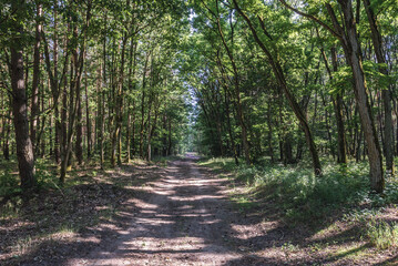 Track in forest in Walcz County, West Pomeranian Voivodeship of Poland