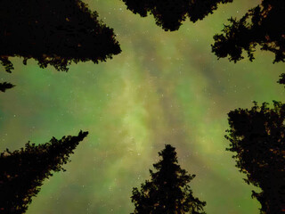 The sky is filled with stars and the trees are silhouetted against the sky