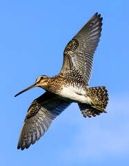 Obraz premium Bird in flight against a clear sky