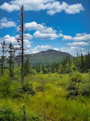 A forest with a mountain in the background