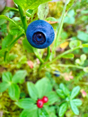 A blueberry is on a leaf in a garden