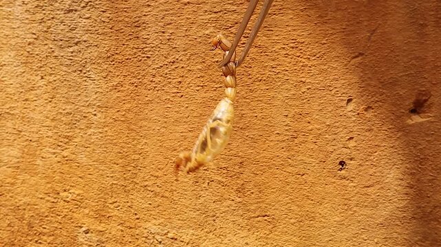 Close-up of a Palestine Yellow Scorpion, also known as Deathstalker, held carefully by tweezers. Useful for science, zoology, education, and awareness of venomous desert creatures.