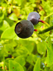 Two blueberries are on a leaf