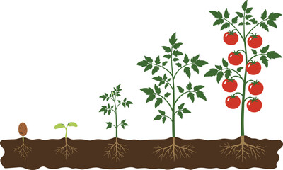 Tomato plant growth stages from seed to fruit, educational vector for biology, gardening, farming, agriculture, and plant development learning