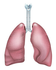 lungs, lung, trachea, bronchi, respiratory, respiration, Human Lungs and Trachea Medical Illustration. Anatomical Diagram of Respiratory System with Lungs and Trachea. 