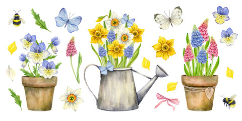 Garden flower set. Bouquets of bright flowers in pots and watering cans, butterflies, bumblebees, muscari, pansies and daffodils. Watercolor illustration for printing, stickers.