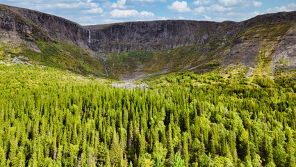 A lush green forest with a large mountain in the background