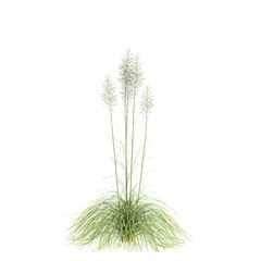 3d illustration of bush Cortaderia selloana isolated on transparent background
