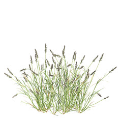 3d illustration of bush Polypogon fugax isolated on transparent background