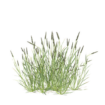 3d illustration of bush Polypogon fugax isolated on transparent background