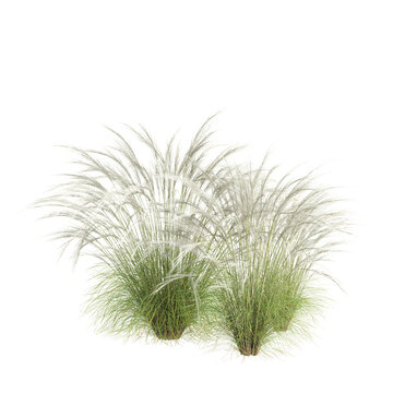 3d illustration of bush Nassella tenuissima isolated on transparent background