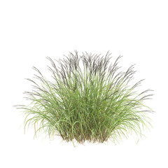 3d illustration of bush Miscanthus sinensis isolated on transparent background