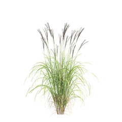 3d illustration of bush Miscanthus sinensis isolated on transparent background