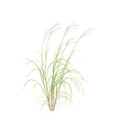 3d illustration of bush Miscanthus sinensis isolated on transparent background