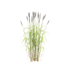 3d illustration of bush Miscanthus sacchariflorus isolated on transparent background